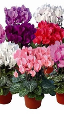 Рассада Цикламен 25см D16