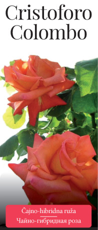 Розы саженцы чайно-гибр Cristoforo Colombo