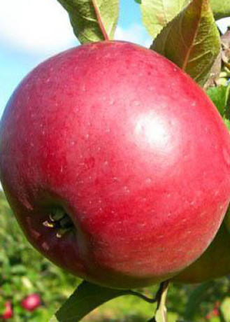 Саженец яблони Белорусское сладкое в контейнере (КФХ 