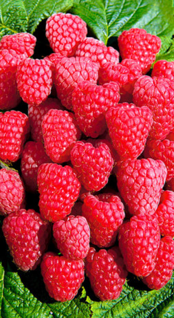 Саженец малины Метеор, ОКС (П)