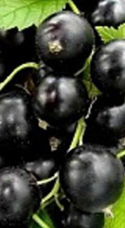 Саженец смородины черной Добрыня, ОКС (Сад Помолейко А.В. КФХ)