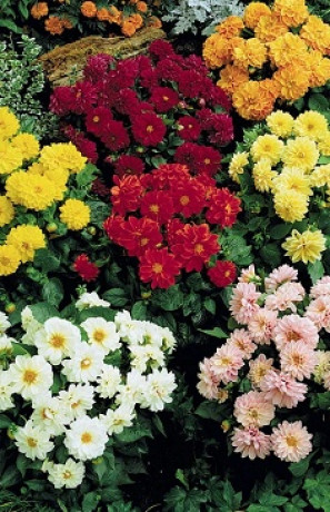 Рассада Георгина Dahlietta (П)