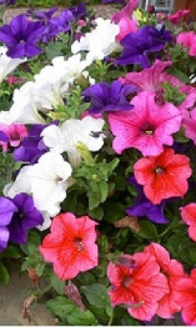 Рассада петунии в конт. Р7 (Зеленый горизонт ФХ)