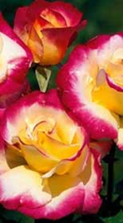 Розы саженцы на штамбе Double Delight 