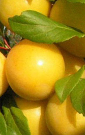 Саженец алычи Сонейка, ОКС (НС)