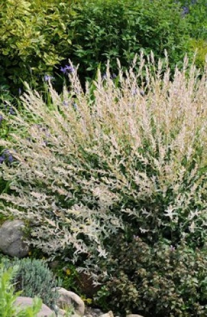 Саженец ивы японской Хакура-Нишики в конт. Р9 (КХ 