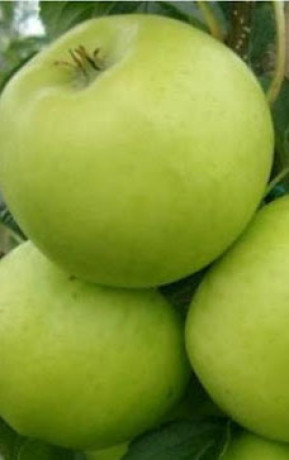 Саженец яблони Каштеля, ОКС (НС)