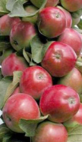 Саженец яблони колоновидной Валюта, ОКС (Новатор Сад КХ)