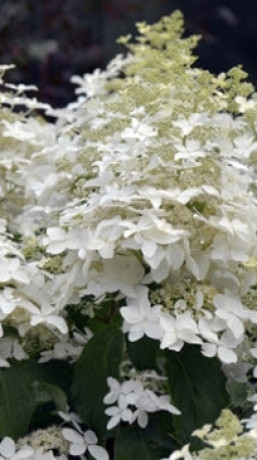 Саженец гортензии метельчатой Мэджик старлайт в конт. С3 (НС)