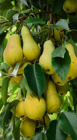 Саженец груши Талгарская красавица, ОКС (НС)