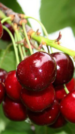 Саженец черешни Минчанка, ОКС (НС)