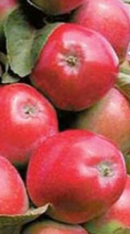 Саженец яблони колоновидной Московское ожерелье в контейнере (СП)