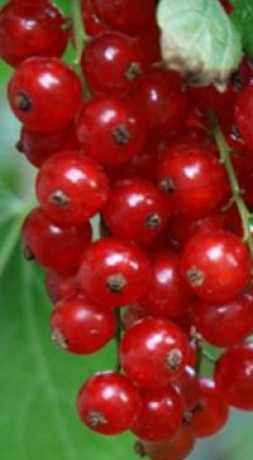 Саженец смородины красной Йонкер ван Тетс, ОКС (П)