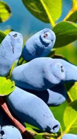Саженцы Жимолость Голубое веретено (П)