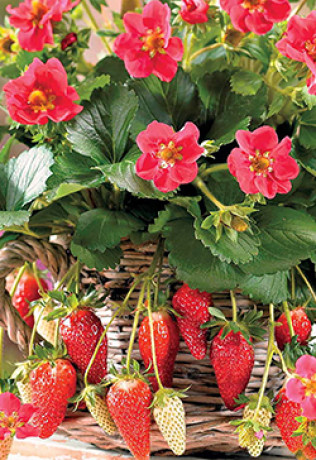 Рассада земляники ампельной Тоскана в конт. Р9, 1 год (ФХ 