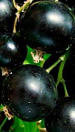 Саженец смородины черной Память Вавилова, ОКС (К)