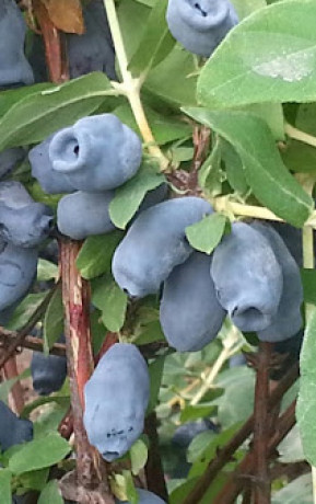 Саженец жимолости Зинри в конт. С2 (НС)