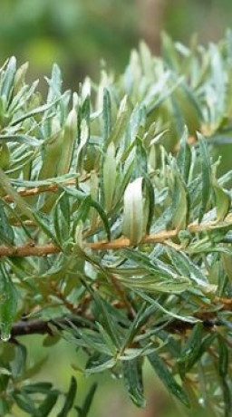 Саженец облепихи мужская (опылитель) в конт.С2 (КФХ 