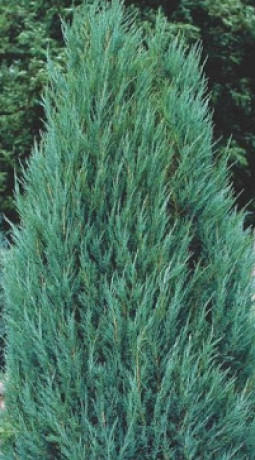 Саженец можжевельника Голубая стрела в конт. С2 (НС)