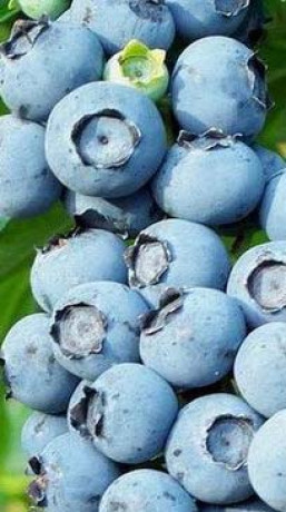 Саженец голубики Река в конт. С3 (Новатор Сад КХ)