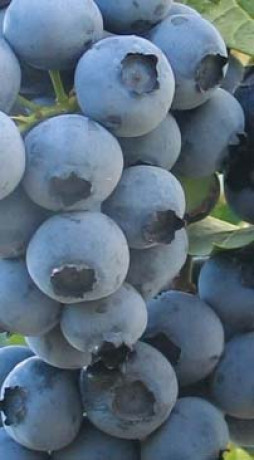 Саженец голубики Дюк в конт. С2 (НС)