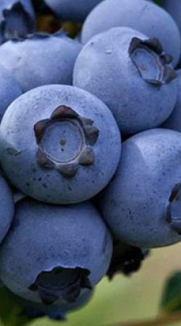 Саженцы Голубика Спартан С1.5 (НС)