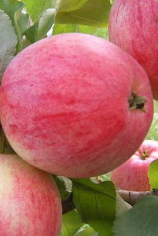 Саженец яблони Мечта, ОКС (НС)