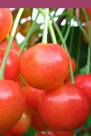 Саженец черешни Наслаждение, ОКС (НС)