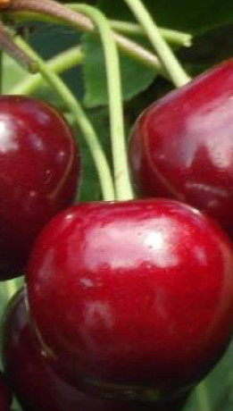 Саженец черешни Гронковая, ОКС (НС)