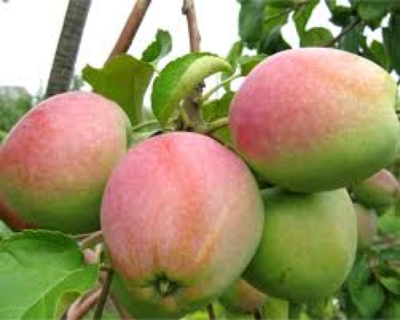 Саженец яблони Ветеран, ОКС (НС)