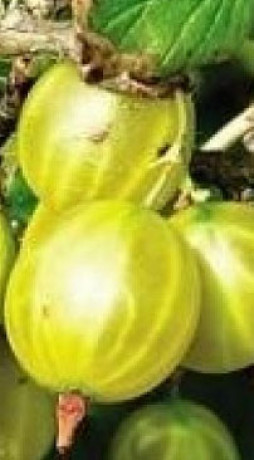 Саженец крыжовника Хиннонмаен Кельтайнен, ОКС, 2 года (П)