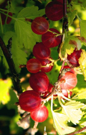 Саженец крыжовника Русский, ОКС (П)