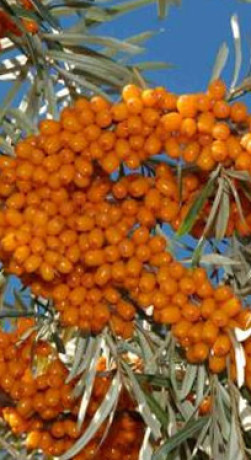 Саженец облепихи Мария в конт. С3 (Новатор Сад КХ)