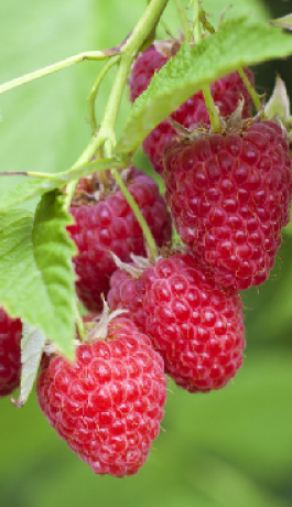 Саженец малины Карамельная, ремонтантная, ОКС (Сад Помолейко А.В. КФХ)