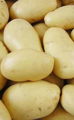 Картофель семенной Ювел
