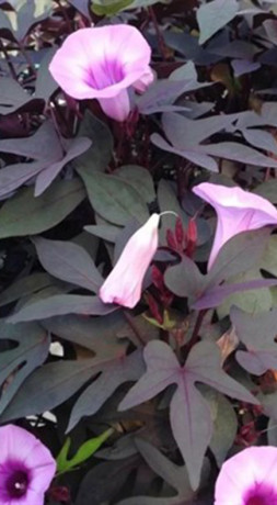 Рассада ипомеи (Батат) в конт. P9 (ЗГ)