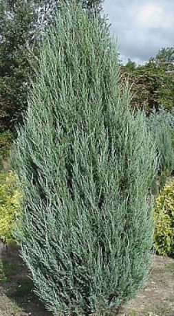 Саженцы Можжевельник scopulorum Blue Arrow С3