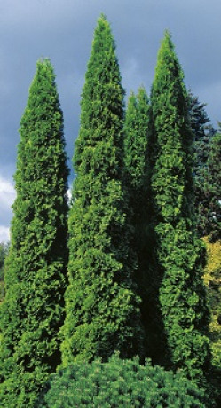 Саженцы Туя западная Columna С3