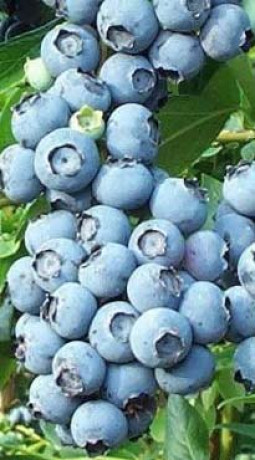 Саженец голубики Чандлер в конт. С2 (НС)