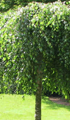 Саженцы Береза повислая Юнги С7,5 (НС)