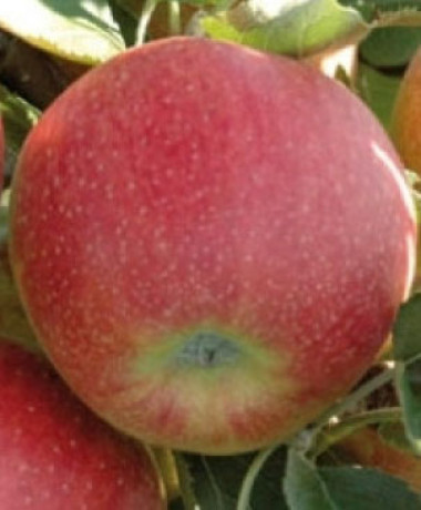 Саженцы Яблоня Память Сюбаровой в контейнере НС