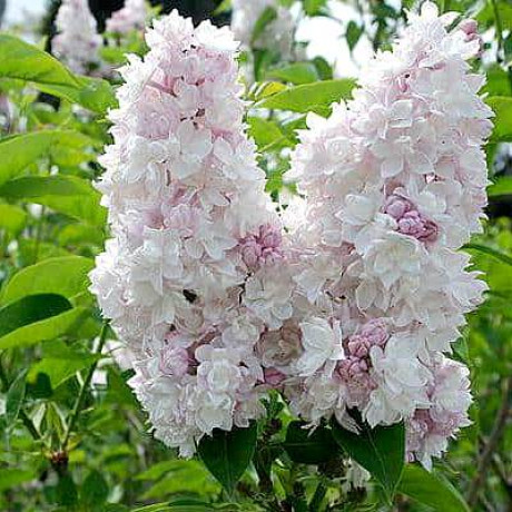 Саженцы Сирень Красавица Москвы С2 (НС)