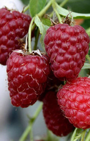 Саженец малины Феномен, ОКС (П)