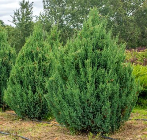 Саженец можжевельника китайского STRICTA в конт. Р9 (Д)