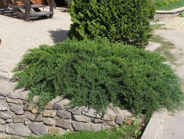 Саженец можжевельника казацкого Тамарицифолия (Tamariscifolia) 20-25см. С2.5 (ЗГ)