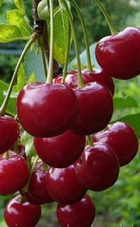 Саженцы Вишня Ливенскаяв контейнере (НС)