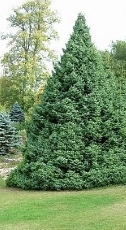 Саженцы Ель сербская Нана (Nana) С7,5 (НС)
