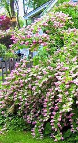 Саженцы Дейция пурпурная Kalmiiflora C2