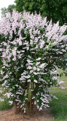 Саженцы Дейция Rosea Plena C2