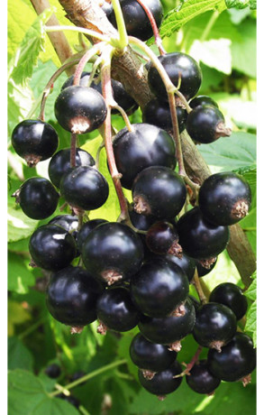 Саженец смородины черной Тисель в конт. С1,5 (Зеленый горизонт ФХ)